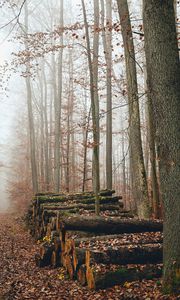 Preview wallpaper trees, logs, fog, autumn, nature