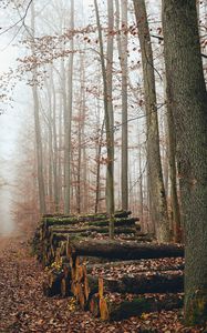 Preview wallpaper trees, logs, fog, autumn, nature