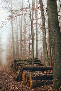 Preview wallpaper trees, logs, fog, autumn, nature