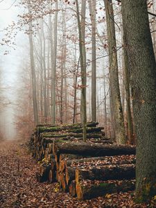 Preview wallpaper trees, logs, fog, autumn, nature