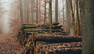 Preview wallpaper trees, logs, fog, autumn, nature
