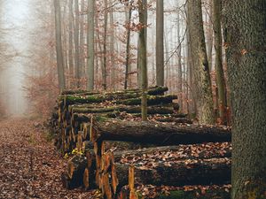 Preview wallpaper trees, logs, fog, autumn, nature