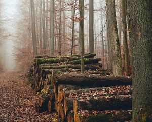 Preview wallpaper trees, logs, fog, autumn, nature