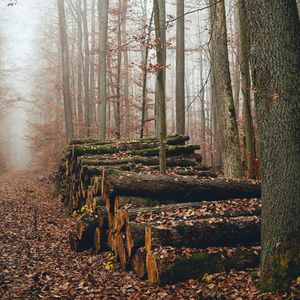 Preview wallpaper trees, logs, fog, autumn, nature