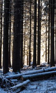 Preview wallpaper trees, logs, winter, snow