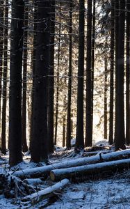 Preview wallpaper trees, logs, winter, snow