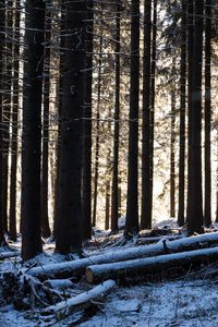 Preview wallpaper trees, logs, winter, snow
