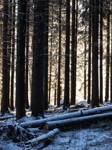 Preview wallpaper trees, logs, winter, snow