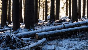 Preview wallpaper trees, logs, winter, snow