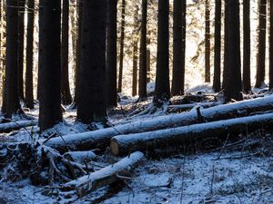 Preview wallpaper trees, logs, winter, snow