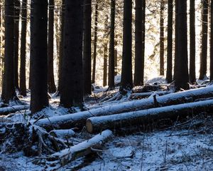 Preview wallpaper trees, logs, winter, snow