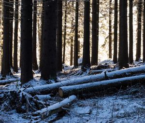 Preview wallpaper trees, logs, winter, snow