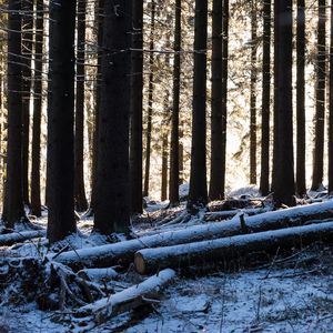 Preview wallpaper trees, logs, winter, snow