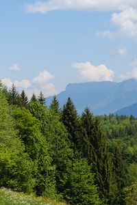 Preview wallpaper trees, meadow, flowers, grass, landscape