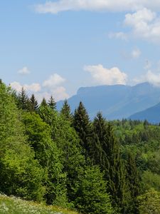 Preview wallpaper trees, meadow, flowers, grass, landscape