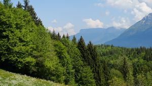 Preview wallpaper trees, meadow, flowers, grass, landscape