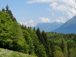 Preview wallpaper trees, meadow, flowers, grass, landscape