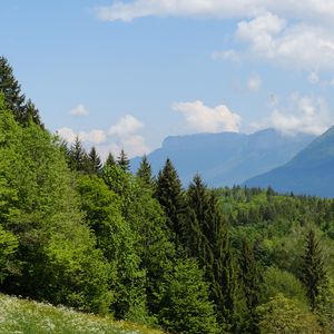 Preview wallpaper trees, meadow, flowers, grass, landscape