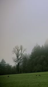 Preview wallpaper trees, meadow, fog, landscape, nature