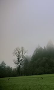 Preview wallpaper trees, meadow, fog, landscape, nature