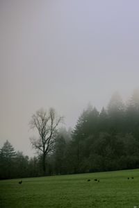 Preview wallpaper trees, meadow, fog, landscape, nature