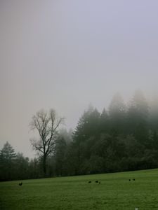 Preview wallpaper trees, meadow, fog, landscape, nature