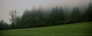 Preview wallpaper trees, meadow, fog, landscape, nature