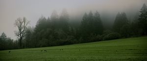 Preview wallpaper trees, meadow, fog, landscape, nature