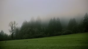 Preview wallpaper trees, meadow, fog, landscape, nature