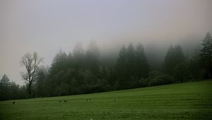 Preview wallpaper trees, meadow, fog, landscape, nature