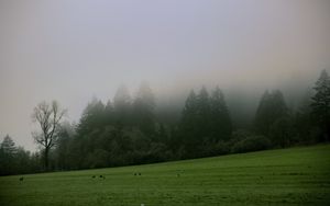 Preview wallpaper trees, meadow, fog, landscape, nature