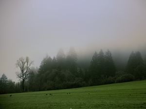 Preview wallpaper trees, meadow, fog, landscape, nature