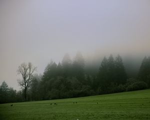 Preview wallpaper trees, meadow, fog, landscape, nature