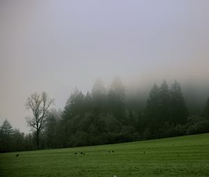 Preview wallpaper trees, meadow, fog, landscape, nature