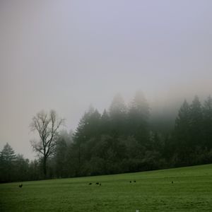 Preview wallpaper trees, meadow, fog, landscape, nature