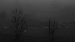 Preview wallpaper trees, meadow, fog, autumn, bw