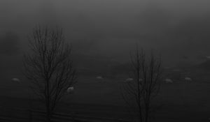 Preview wallpaper trees, meadow, fog, autumn, bw