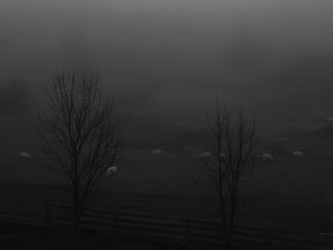 Preview wallpaper trees, meadow, fog, autumn, bw