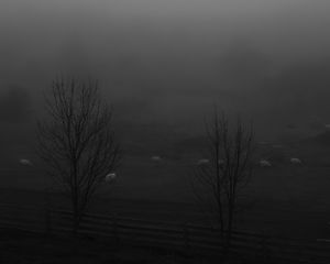 Preview wallpaper trees, meadow, fog, autumn, bw