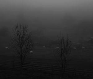 Preview wallpaper trees, meadow, fog, autumn, bw