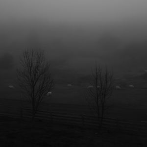 Preview wallpaper trees, meadow, fog, autumn, bw