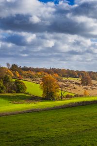 Preview wallpaper trees, meadow, grass, landscape, nature