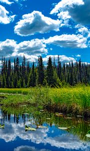 Preview wallpaper trees, meadow, grass, pond, sky, landscape