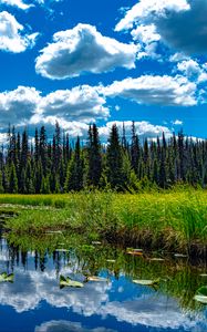 Preview wallpaper trees, meadow, grass, pond, sky, landscape