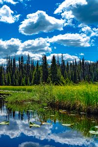 Preview wallpaper trees, meadow, grass, pond, sky, landscape