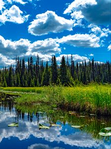 Preview wallpaper trees, meadow, grass, pond, sky, landscape