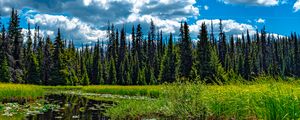 Preview wallpaper trees, meadow, grass, pond, sky, landscape