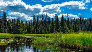 Preview wallpaper trees, meadow, grass, pond, sky, landscape