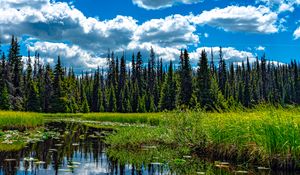 Preview wallpaper trees, meadow, grass, pond, sky, landscape