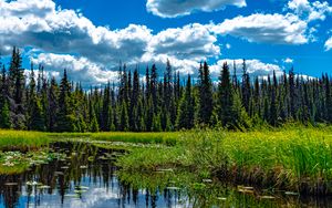 Preview wallpaper trees, meadow, grass, pond, sky, landscape